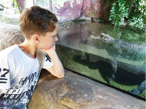 Junge im Tierpark Hellabrunn lehnt sich an Aquarium mit kleinem Krokodil